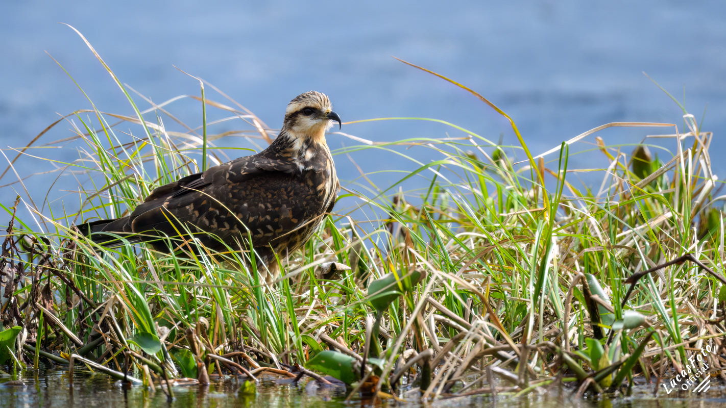 Snail Kite