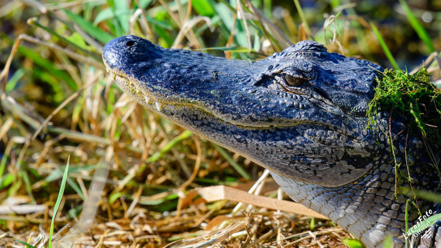 Alligator