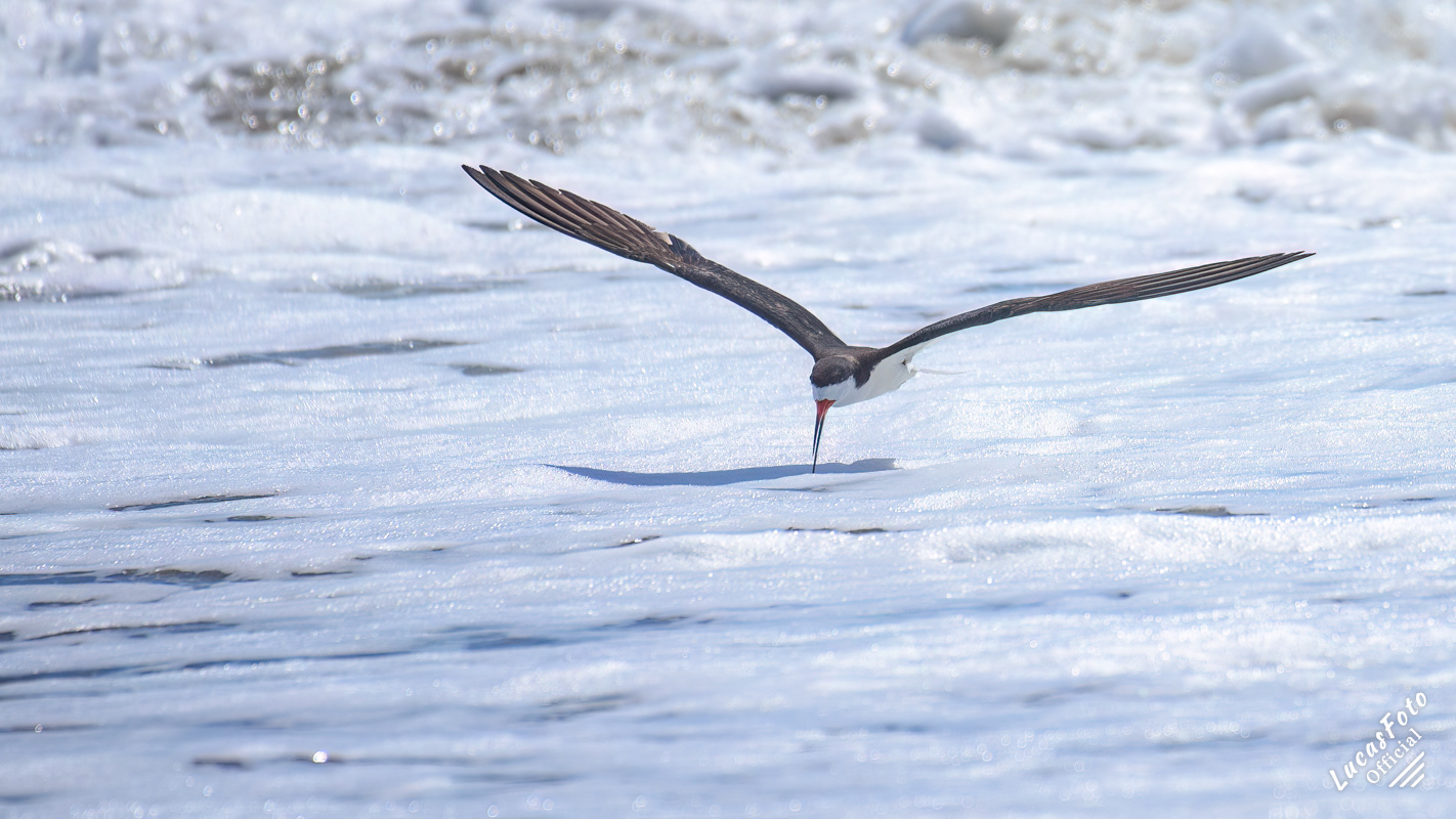 Black Skimmer