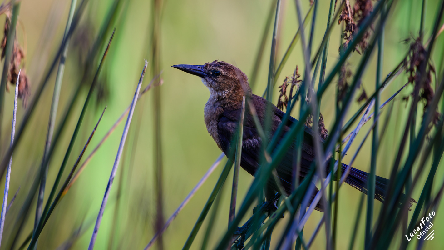 Common Grackle