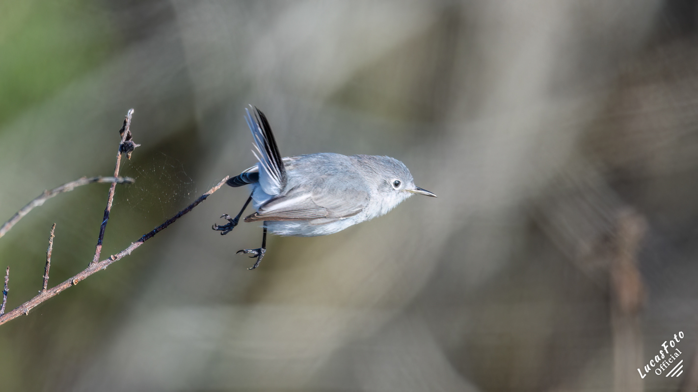 Blue-gray Gnatcatcher
