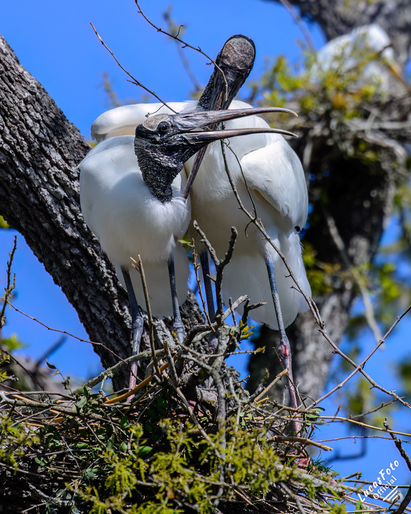 Wood Stork