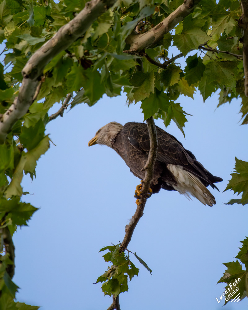 Bald Eagle