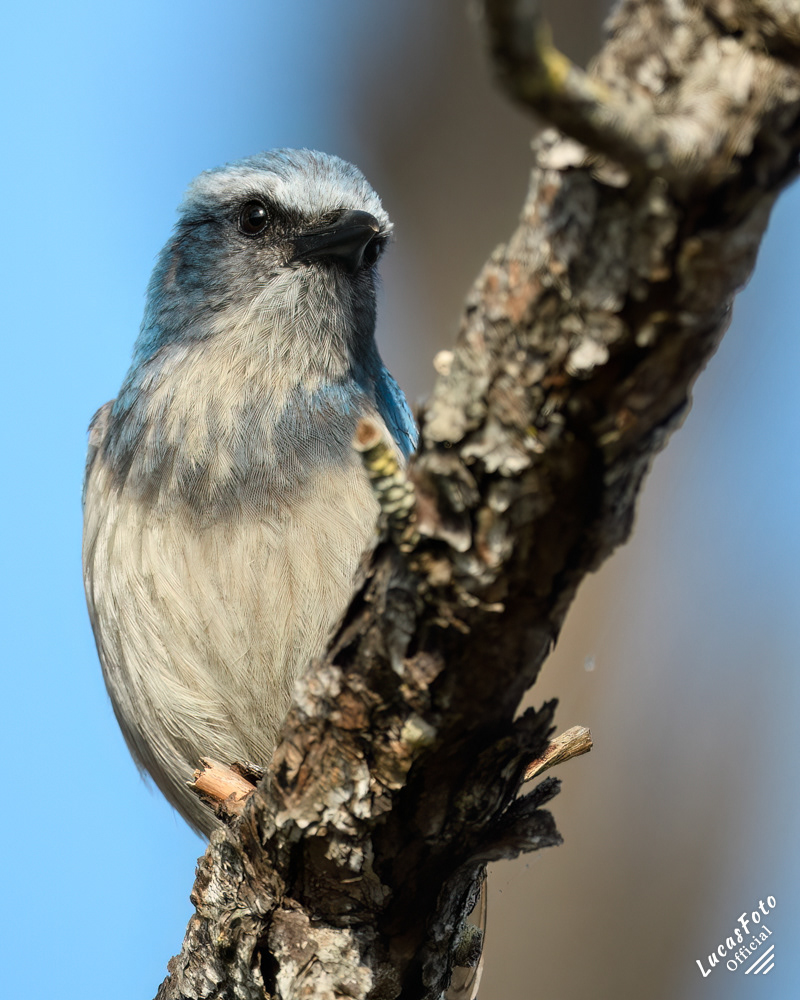 Florida Scrub Jay