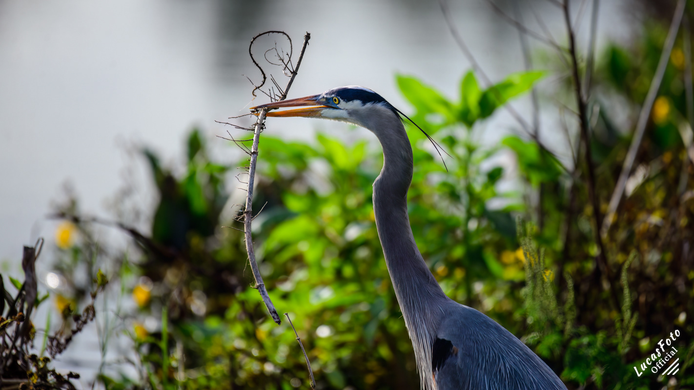 Great Blue Heron
