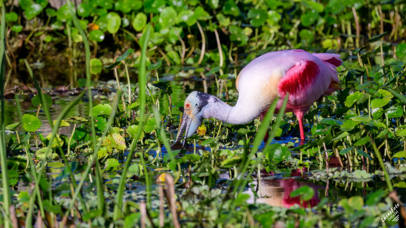 Roseate Spoonbill