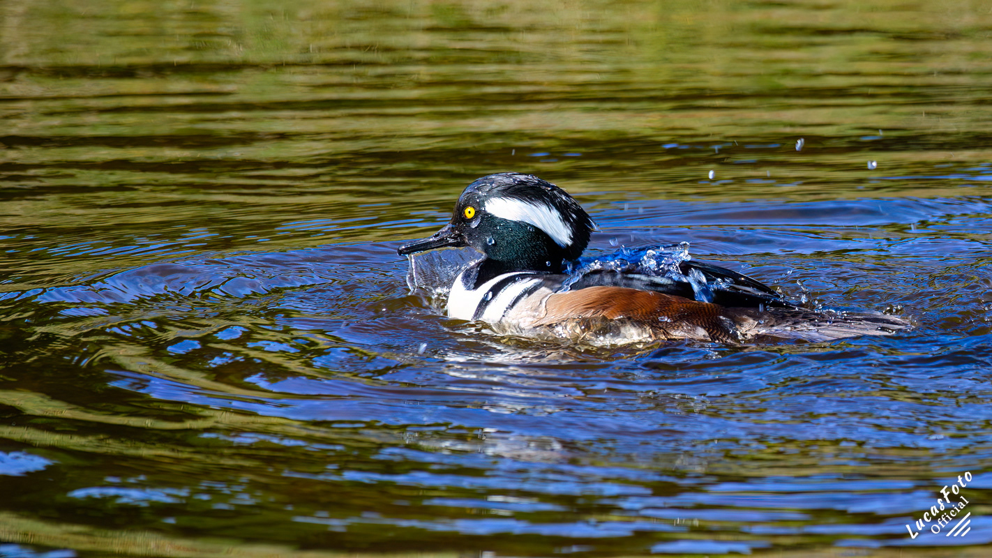 Hooded Merganser