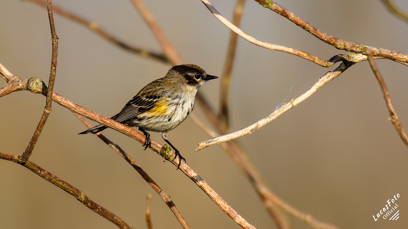 Yellow-rumped Warbler
