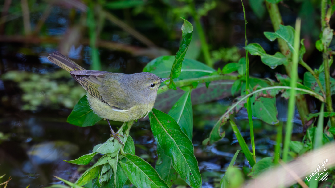 Orange-crowned Warbler