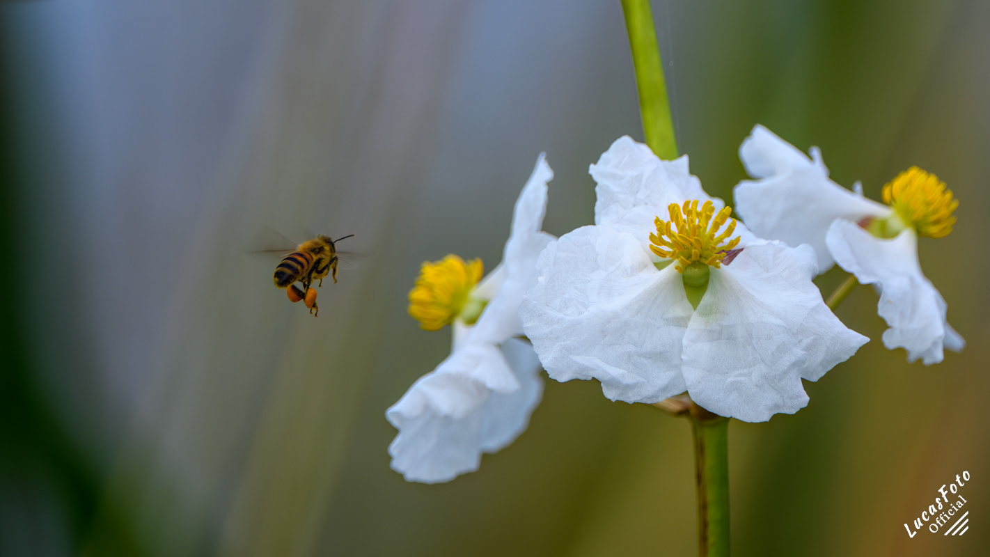 Honey Bee pollinating