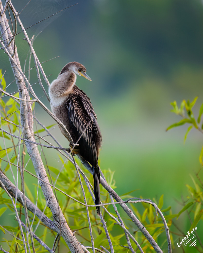 Anhinga