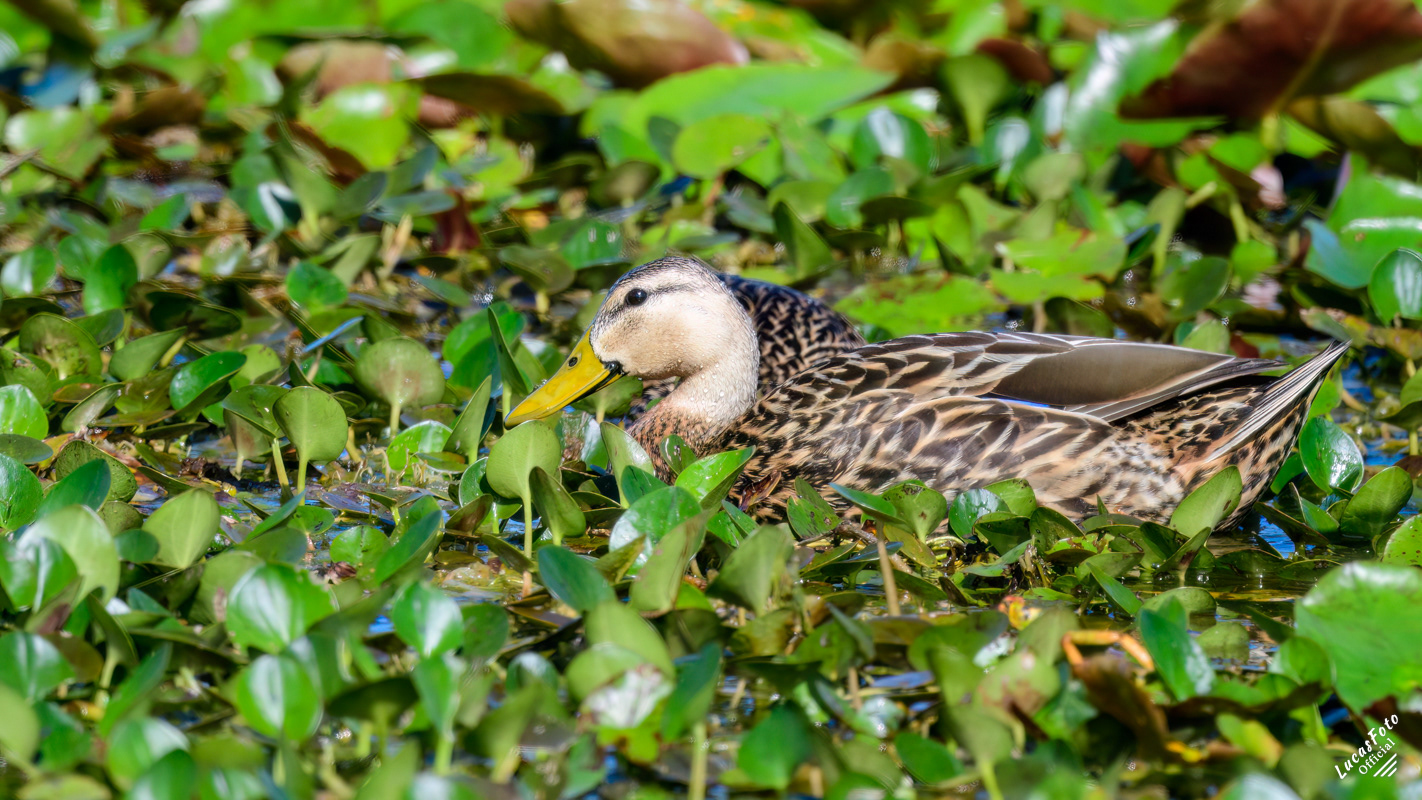 Mottled Duck
