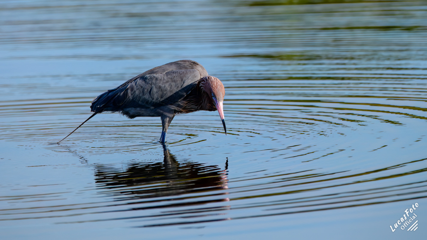 Reddish Egret