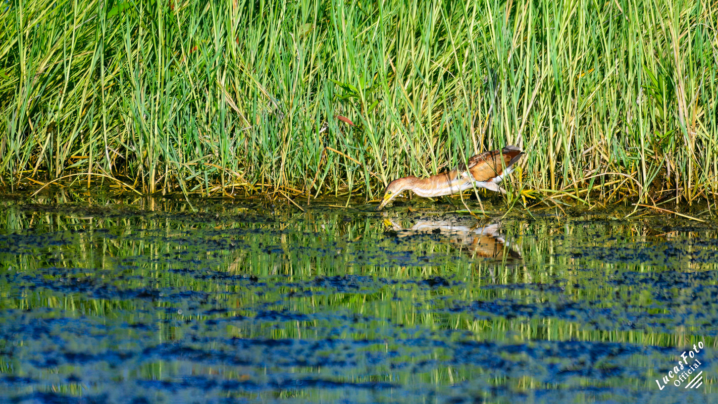 Least Bittern