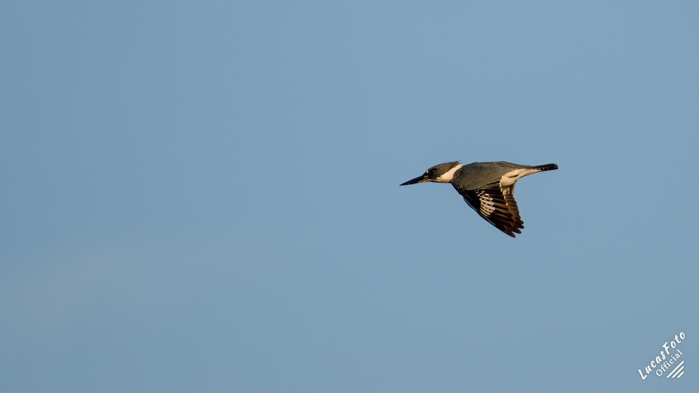Belted Kingfisher