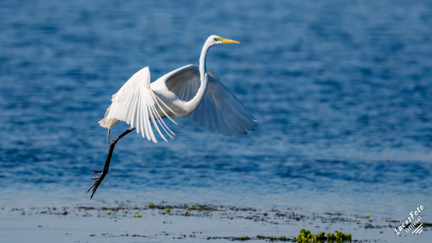 Great Egret