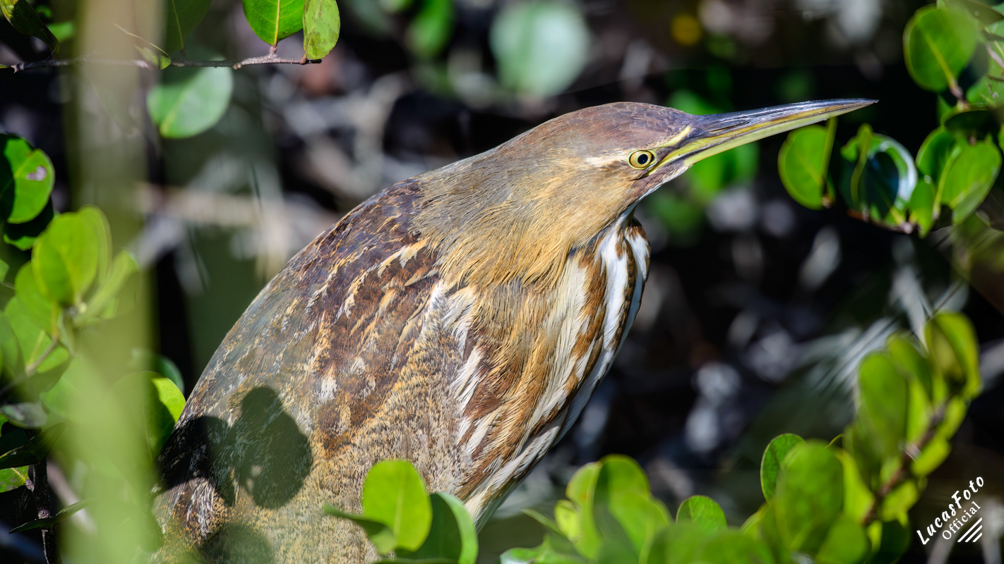 American Bittern