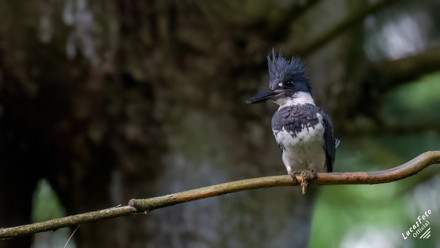 Belted Kingfisher