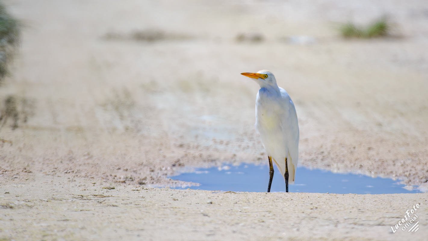 Cattle Egret