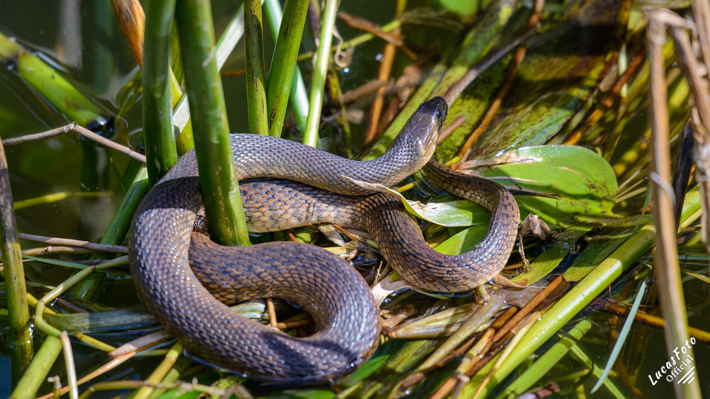 Florida Green Watersnake