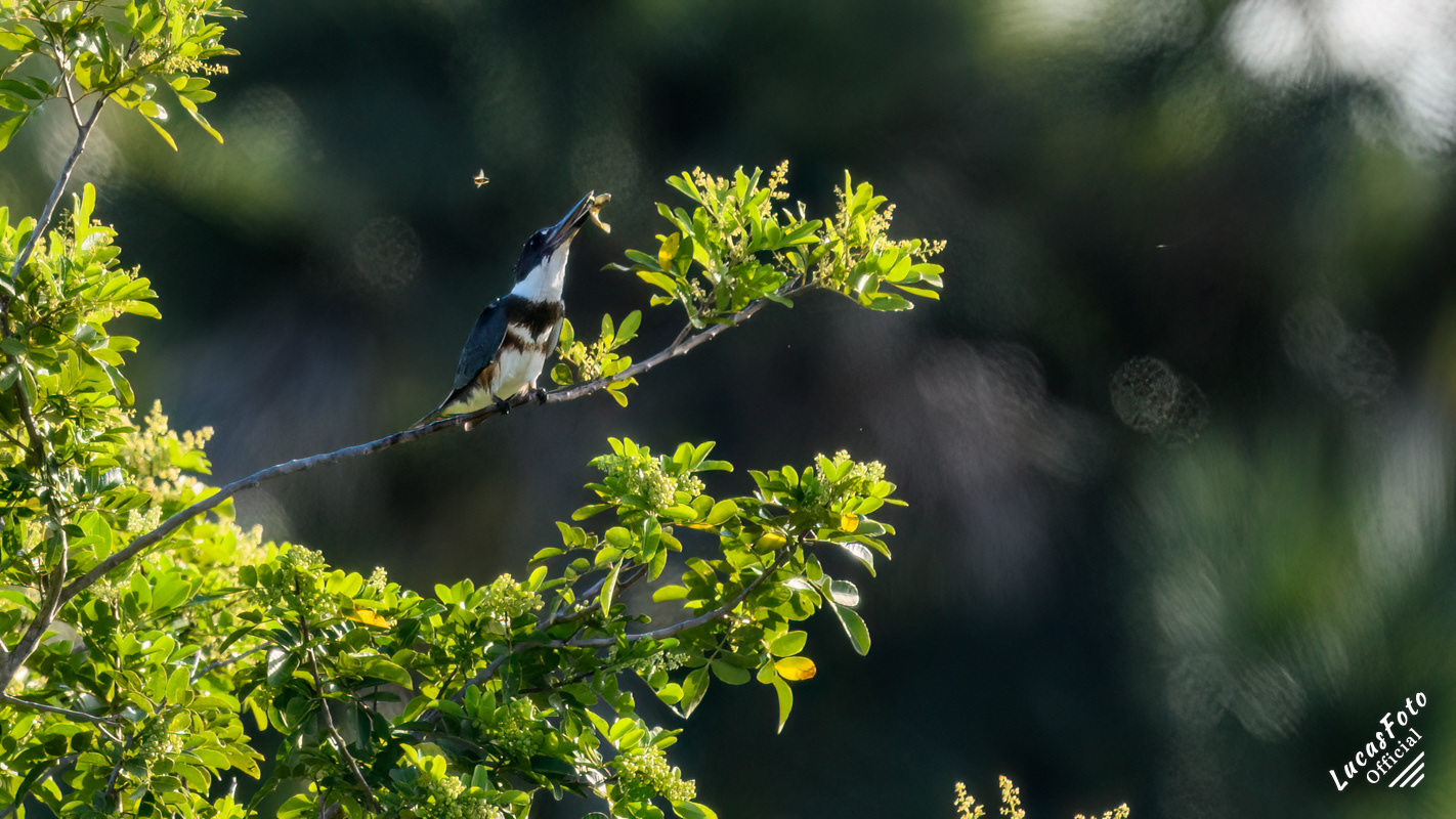 Belted Kingfisher