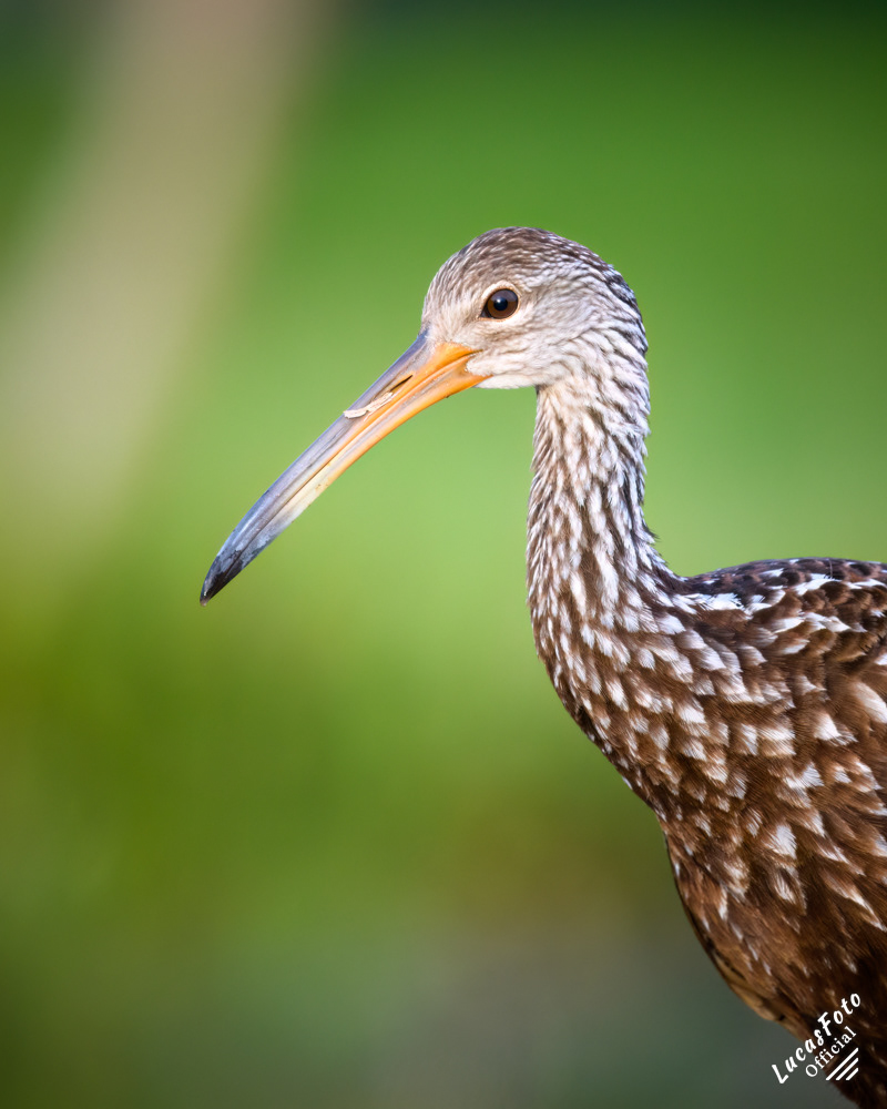 Limpkin