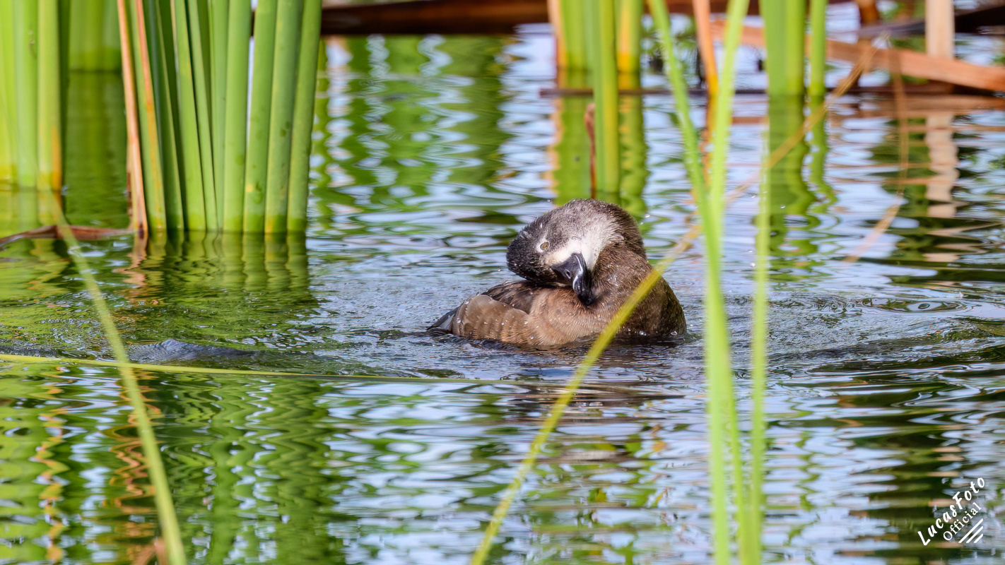 Ring-necked Duck