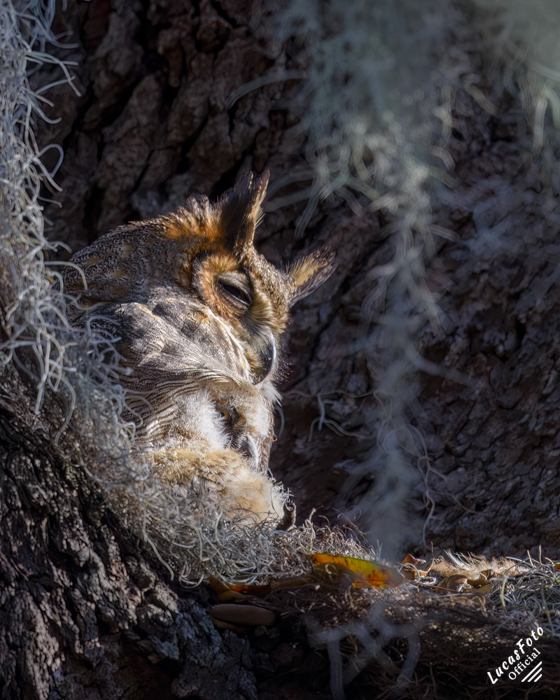 Great Horned Owl