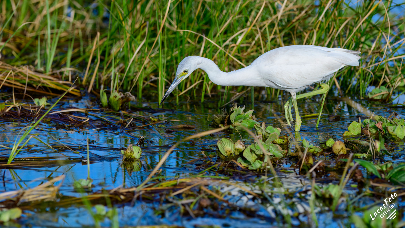 Little Blue Heron