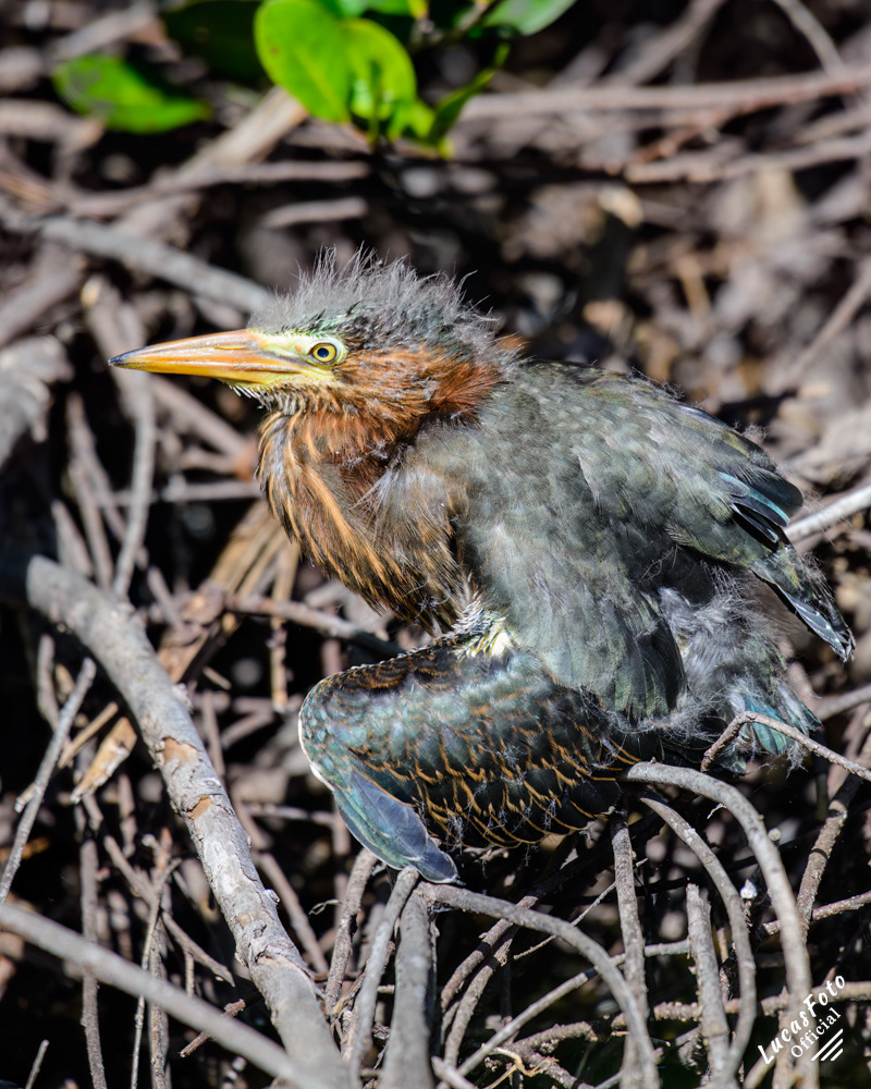 Green Heron