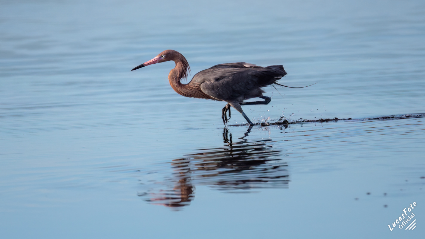 Reddish Egret