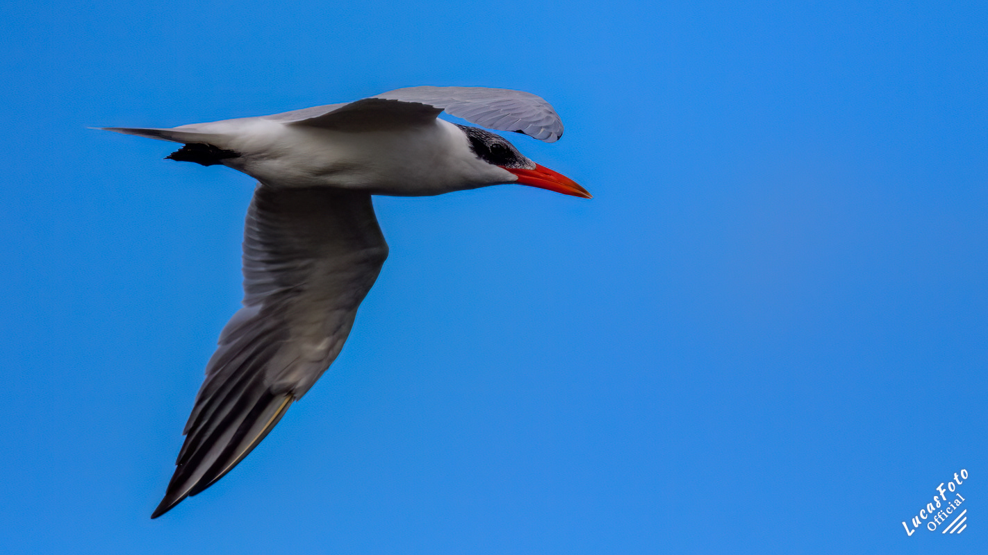 Caspian Tern