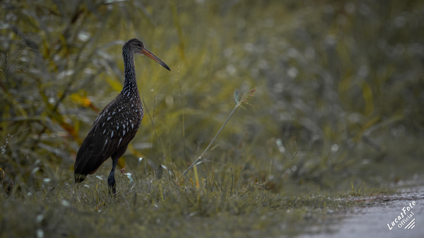 Limpkin