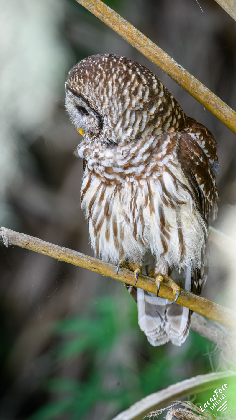 Barred Owl