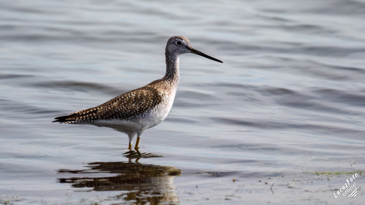 Greater Yellowlegs