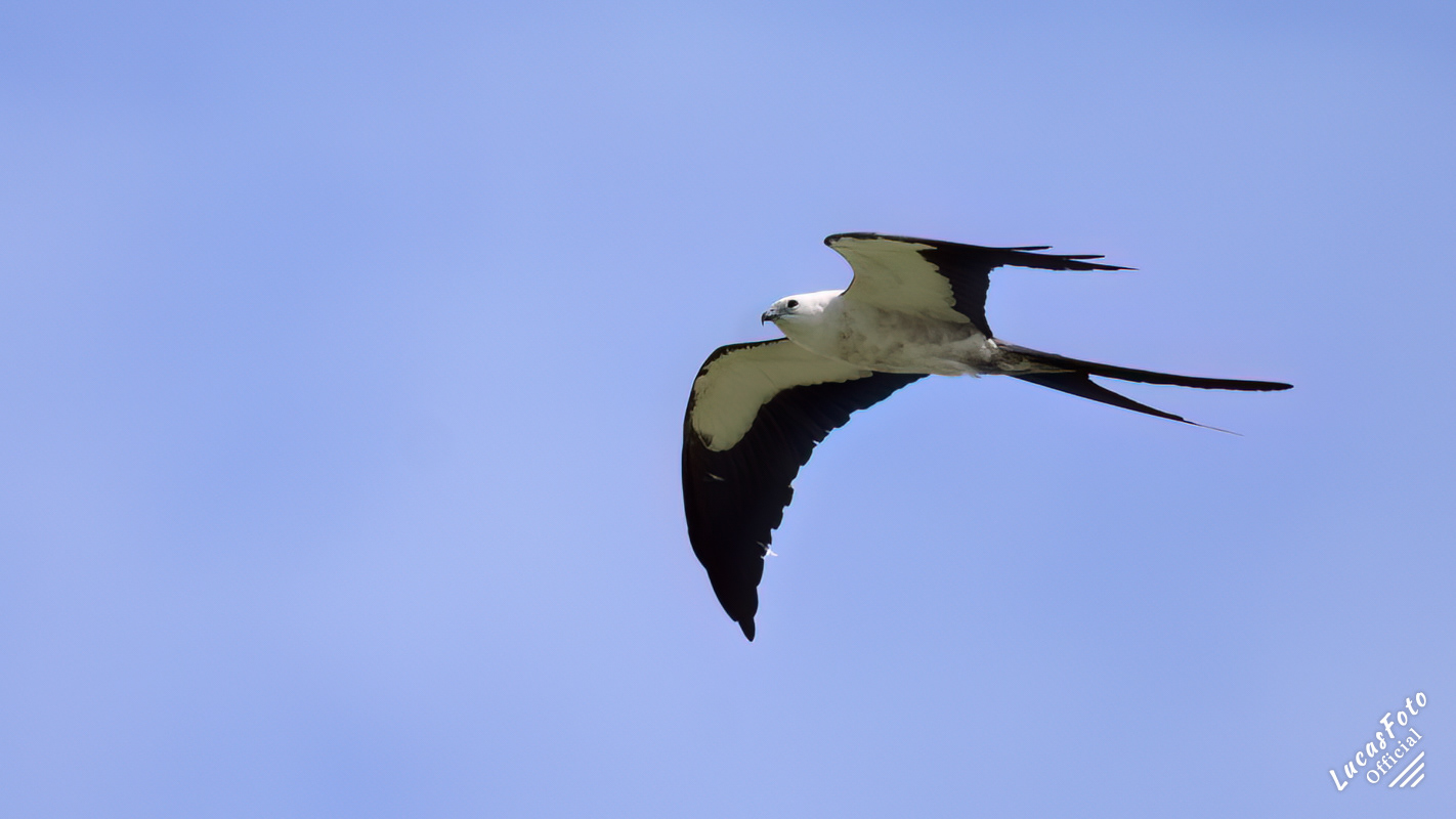 Swallow-tailed Kite