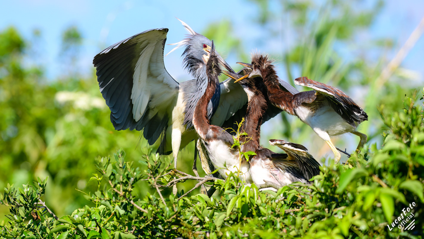 Tricolored Heron