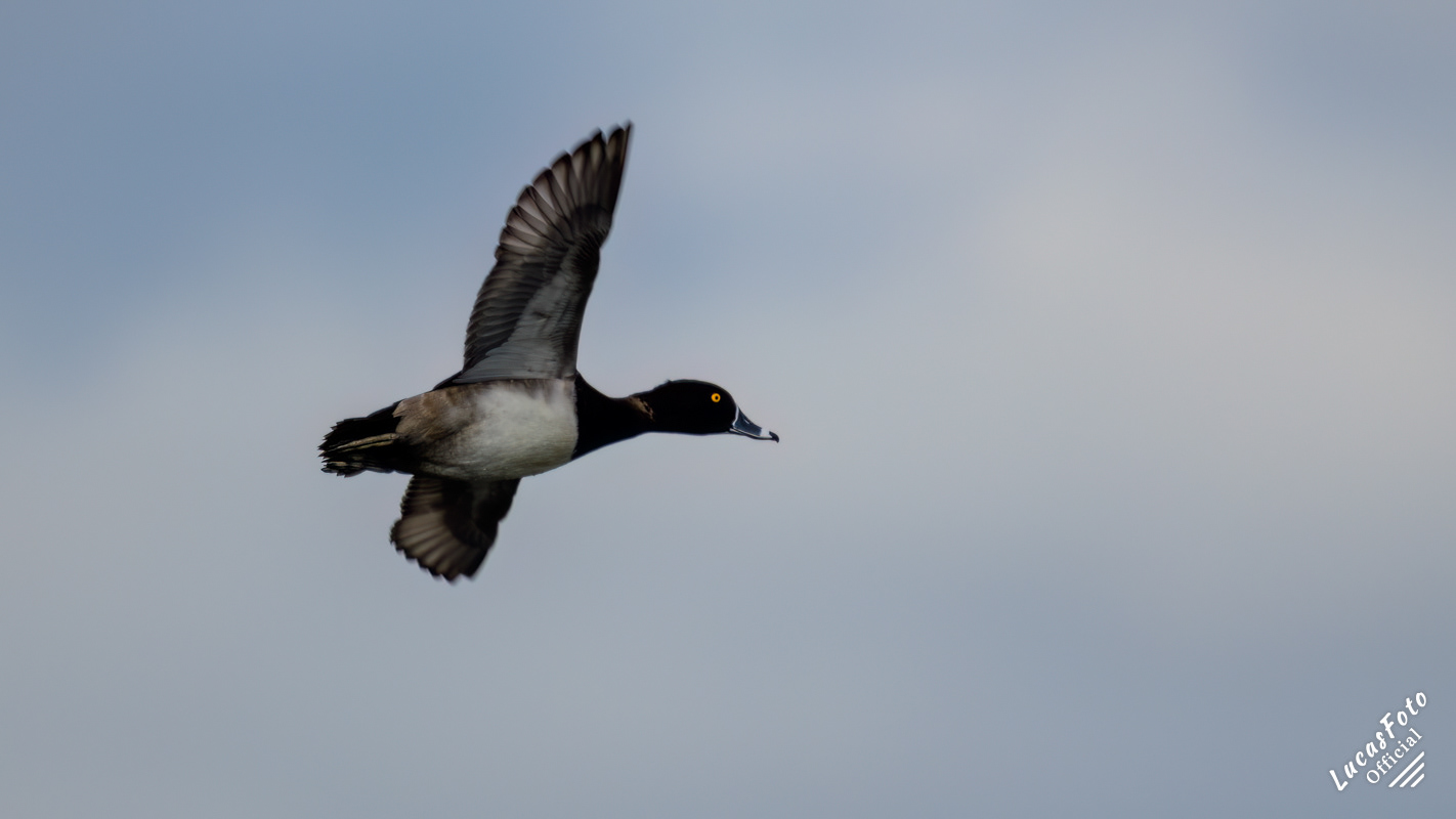 Ring-necked Duck