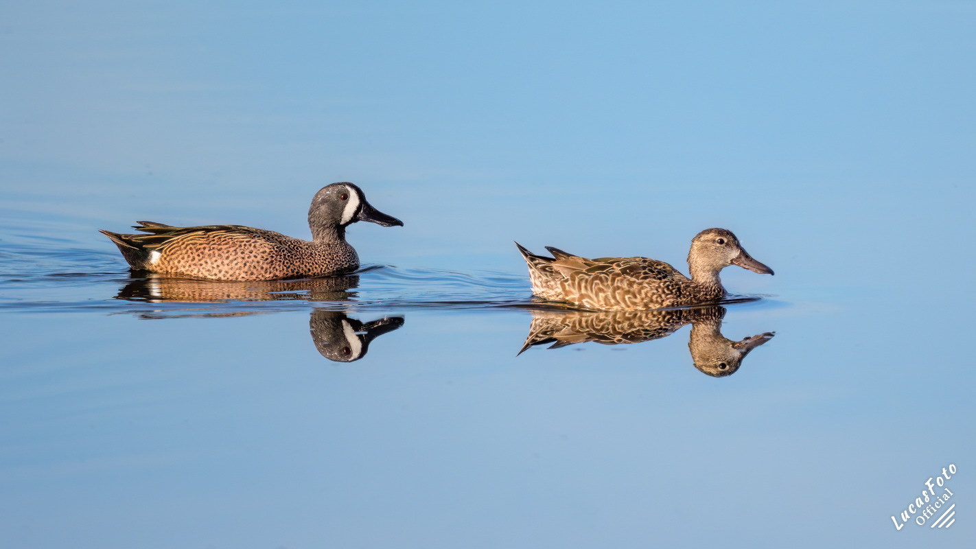 Blue-winged Teal