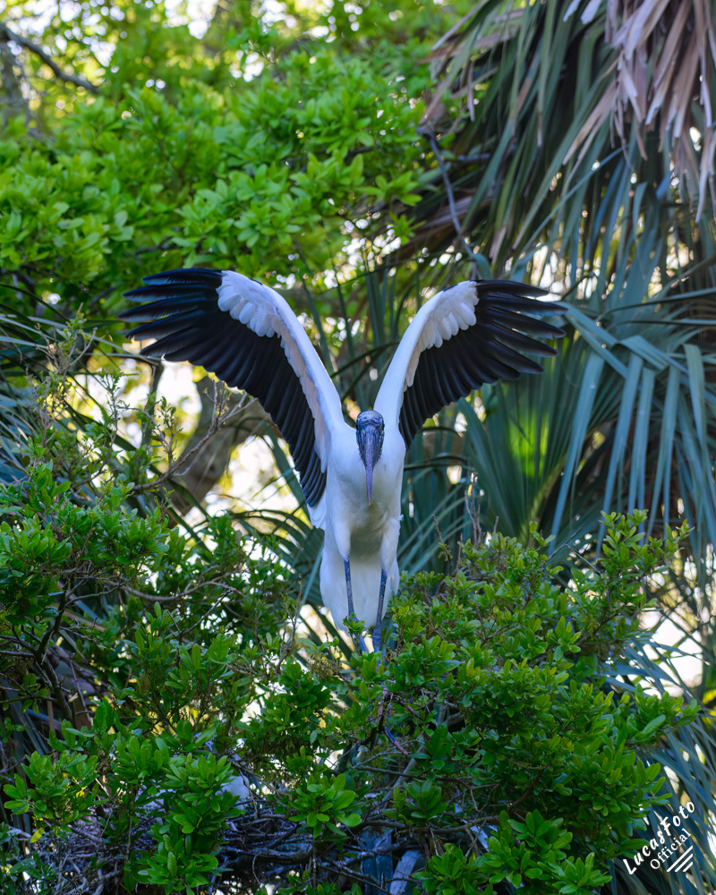 Wood Stork