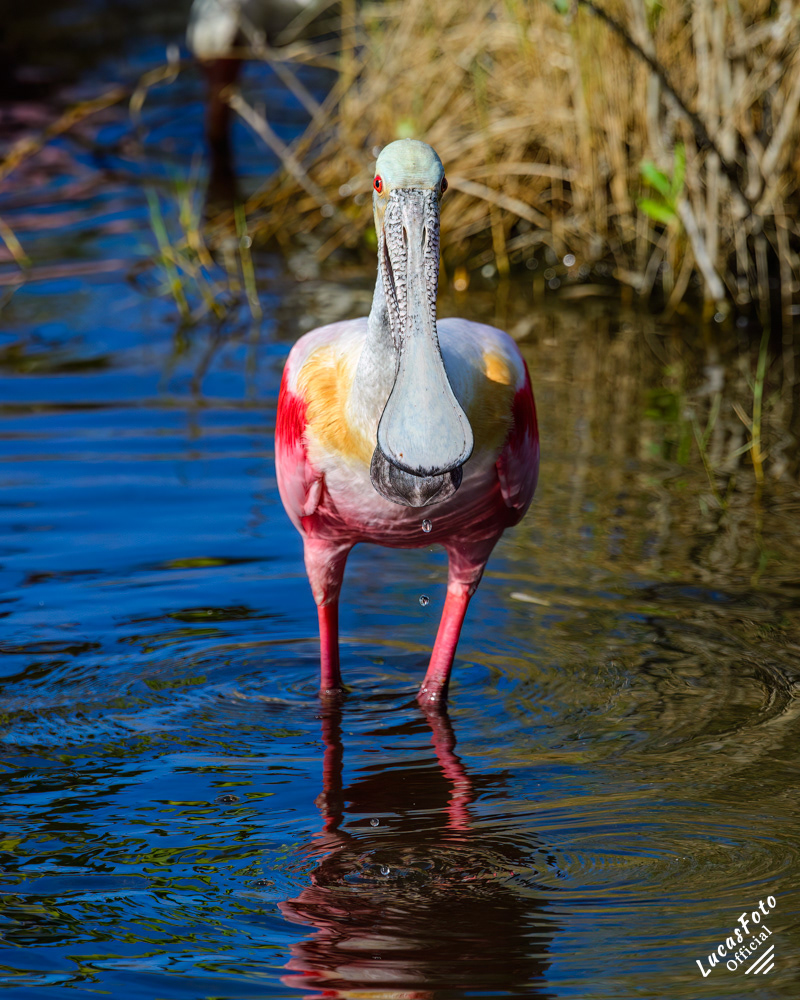 Roseate Spoonbill