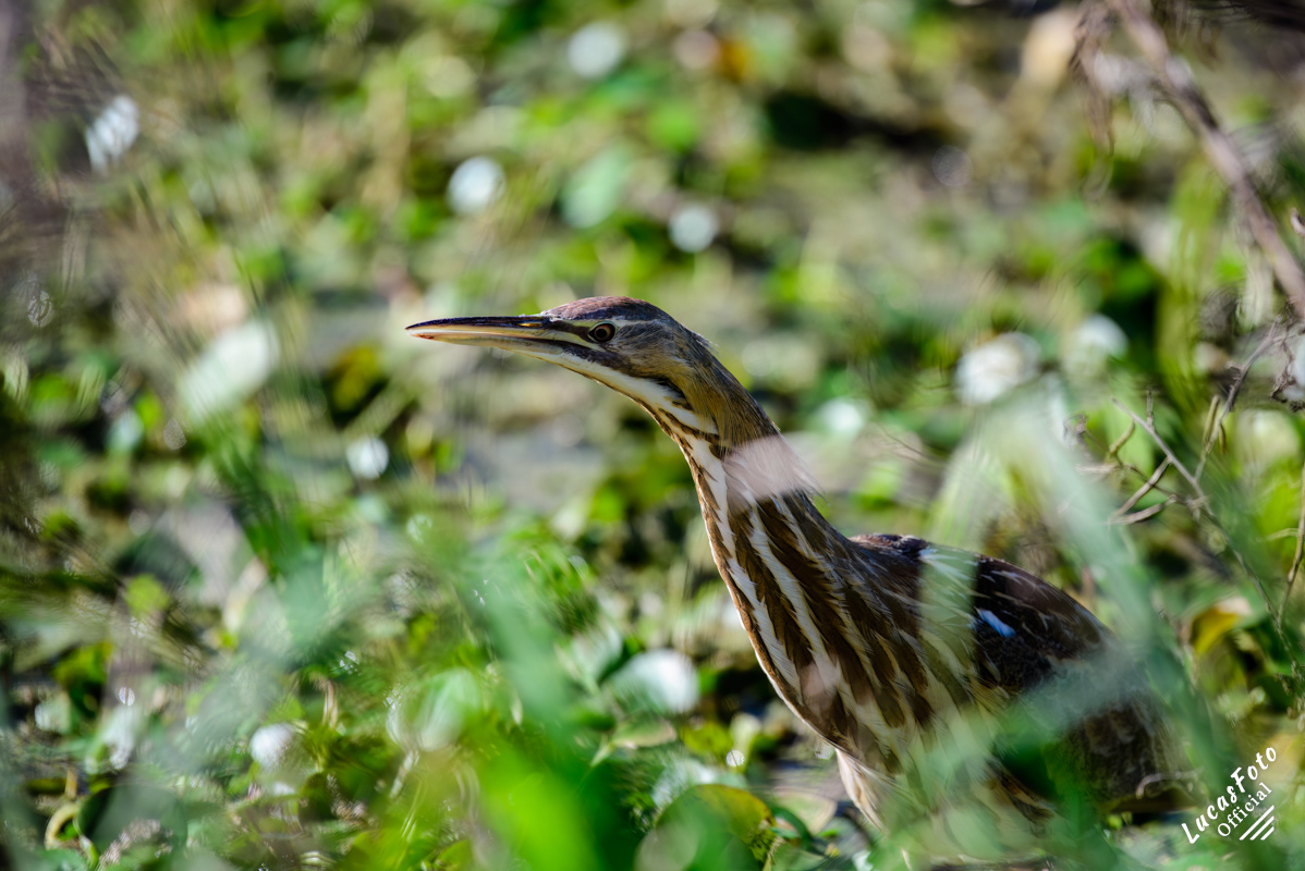 American Bittern