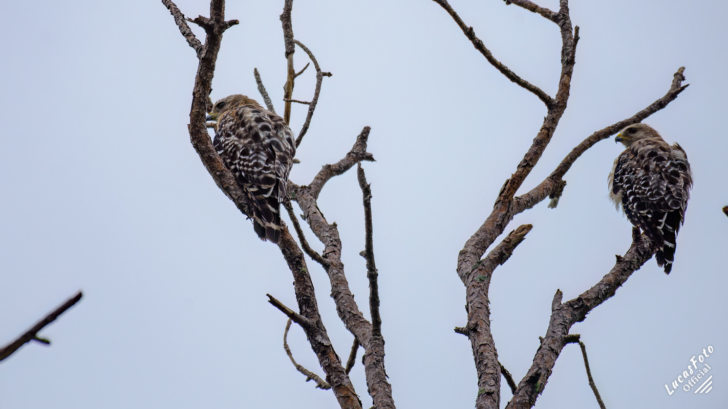 Red-shouldered Hawk
