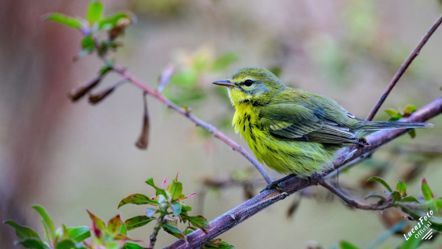 Prairie Warbler