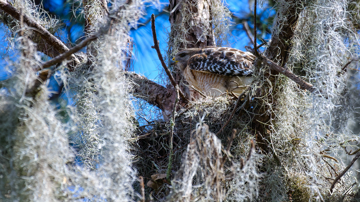 Red-shouldered Hawk