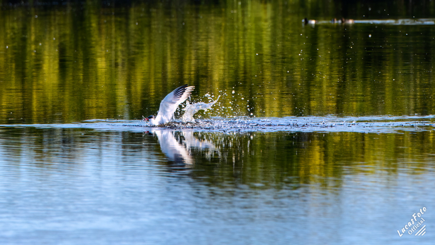 Caspian Tern