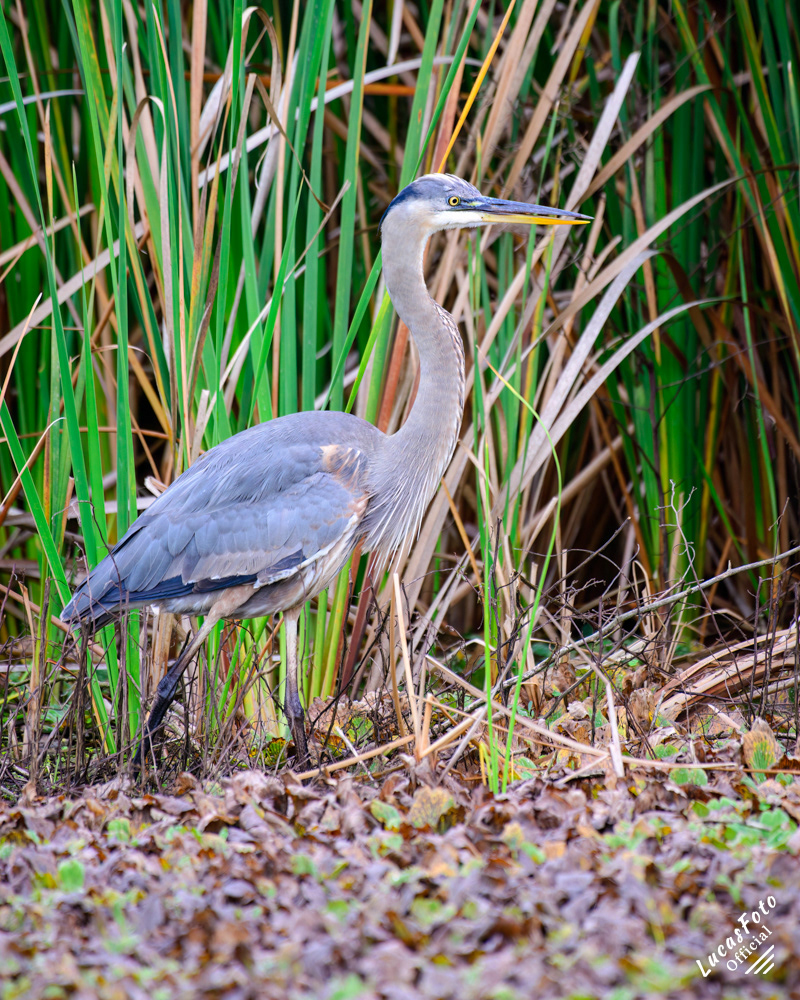Great Blue Heron