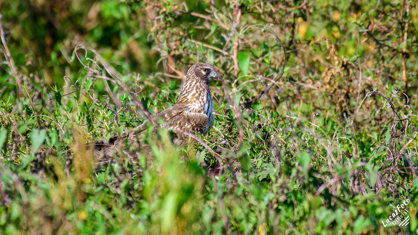 Northern Harrier