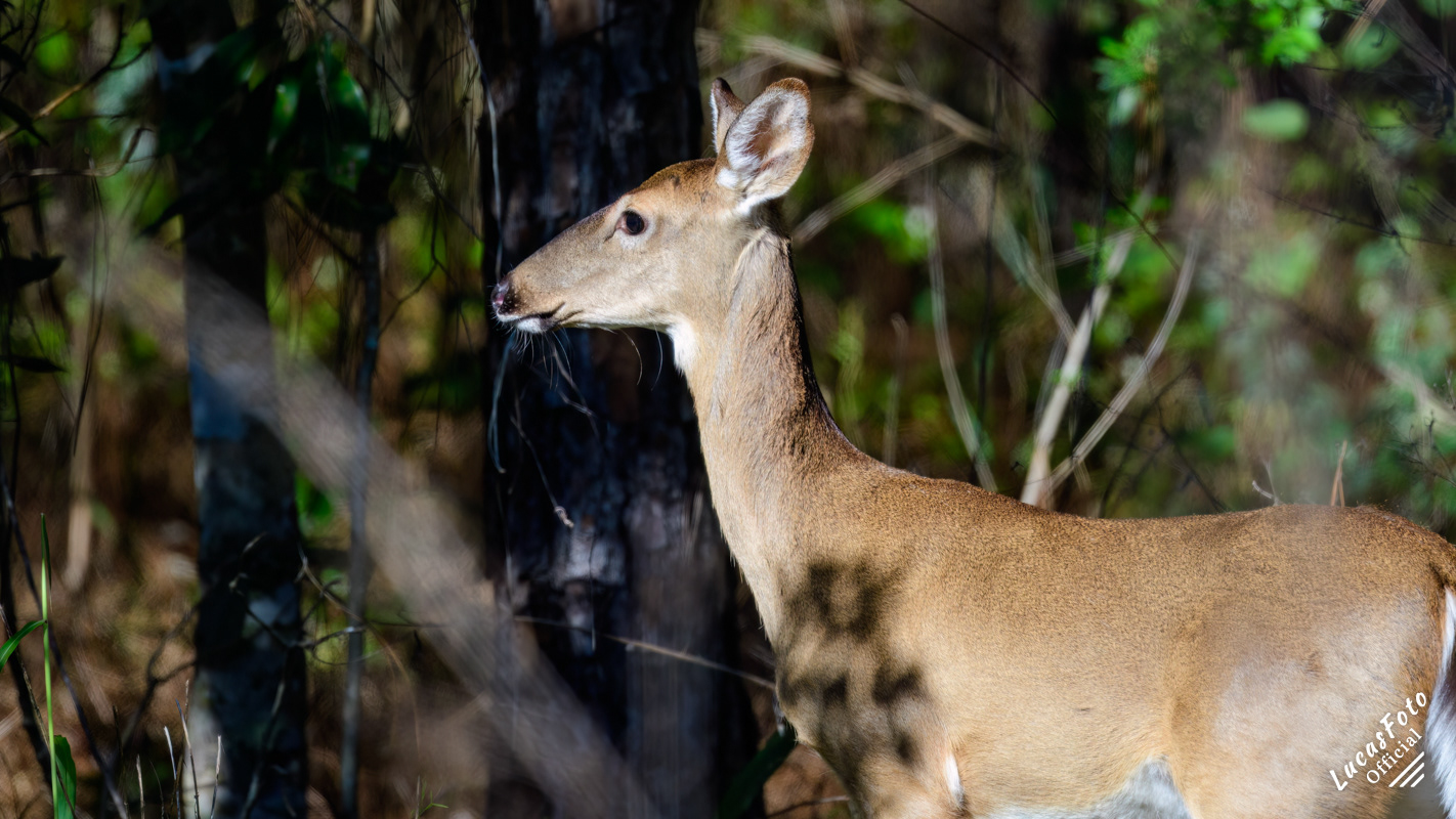 Whitetail