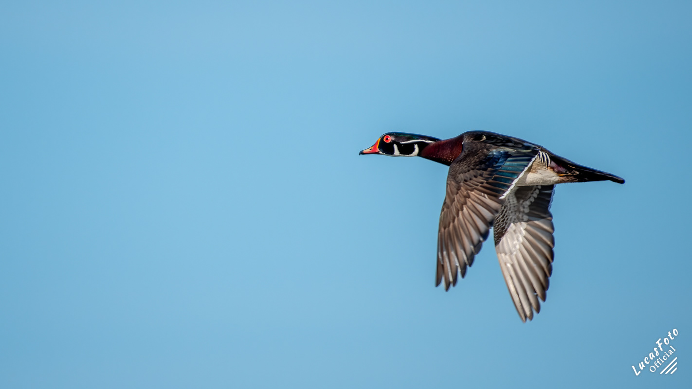 Wood Duck